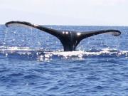  maui whale watch cruise